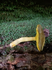 Retiboletus ornatipes