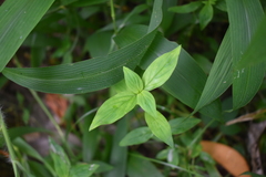 Hedyotis