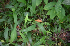 Hedyotis