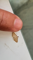 Spilomelinae