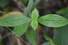 Hedyotis