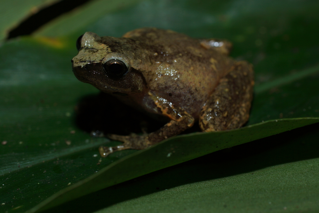 Katak-mini bontaeng (Oreophryne variabilis)