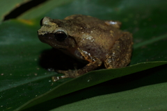 Oreophryne celebensis