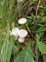 Mycena epipterygia