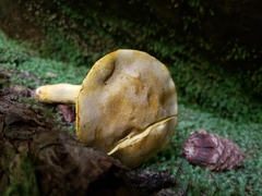 Retiboletus ornatipes