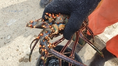 Panulirus inflatus