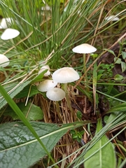 Mycena epipterygia