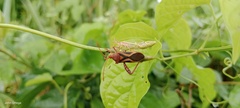 Crinocerus
