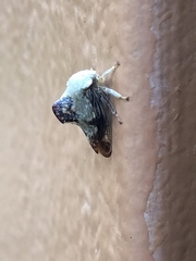 Telamona decorata