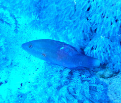 Oxycheilinus digramma