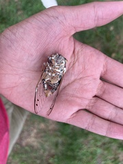 Beauveria bassiana