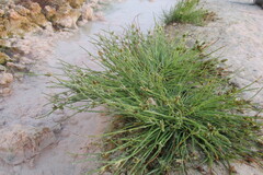 Cyperus pannonicus