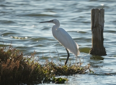 Egretta garzetta