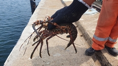 Panulirus inflatus
