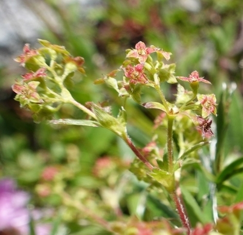 Alchemilla sericata, photograph 5