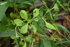 Acalypha indica