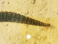 Glossiphoniidae