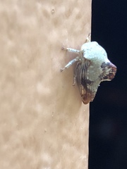 Telamona decorata