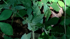 Agrimonia gryposepala