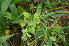 Acalypha indica