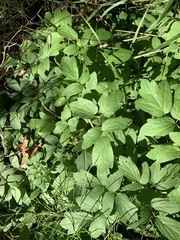 Caulophyllum thalictroides