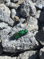 Chrysidoidea