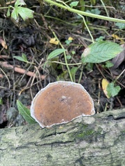 Gloeoporus dichrous