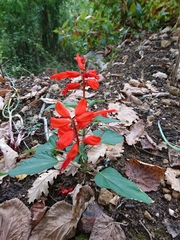 Salvia splendens