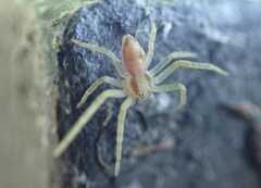 Philodromus