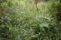 Triumfetta rhomboidea