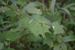 Triumfetta rhomboidea