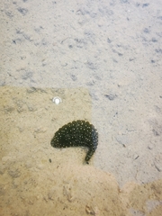 Glossiphoniidae