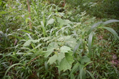 Triumfetta rhomboidea