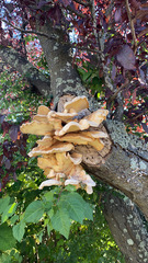 Laetiporus