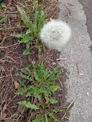Taraxacum