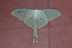 Actias selene