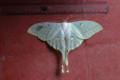 Actias selene