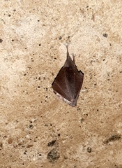 Rhinolophus hipposideros