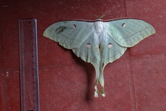 Actias selene