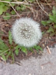 Taraxacum