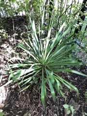 Yucca