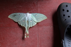 Actias selene