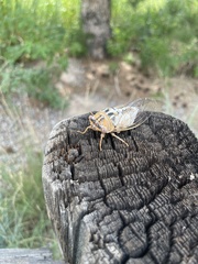 Megatibicen dealbatus