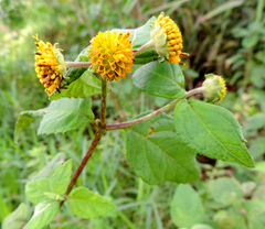 Tilesia baccata