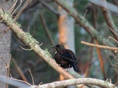 Prosthemadera novaeseelandiae