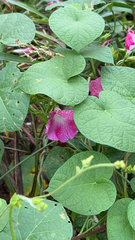 Ipomoea orizabensis
