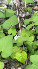 Ipomoea lacunosa