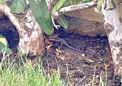 Trachylepis quinquetaeniata