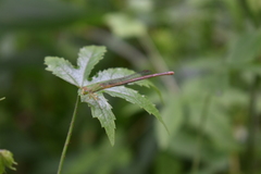 Ceriagrion coromandelianum