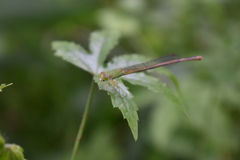 Ceriagrion coromandelianum